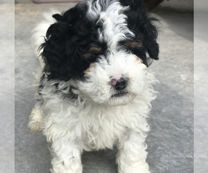 Miniature Bernedoodle-Poodle (Miniature) Mix Puppy for sale in ARTHUR, IL, USA