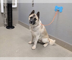 Akita-Unknown Mix Dogs for adoption in Las Vegas, NV, USA