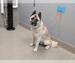 Small Akita Mix