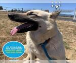 Small #1 German Shepherd Dog-Siberian Husky Mix