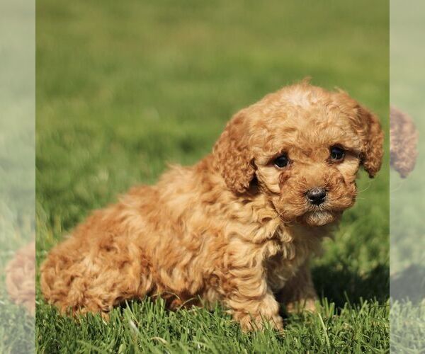 Medium Photo #3 Cavapoo (Miniature) Puppy For Sale in RONKS, PA, USA