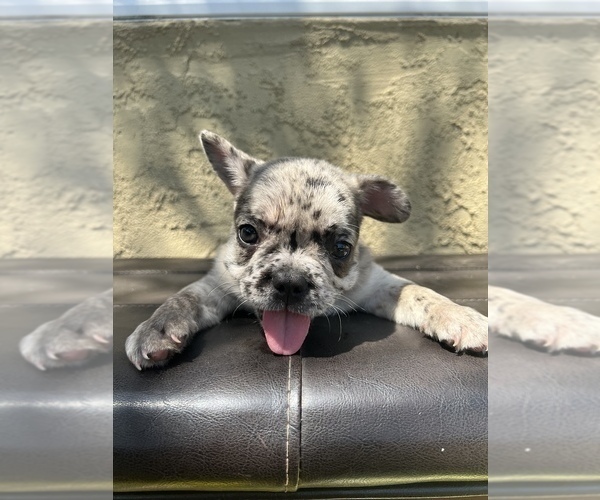 Medium Photo #2 French Bulldog Puppy For Sale in SAN DIEGO, CA, USA