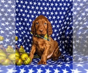 Irish Setter Puppy for sale in QUARRYVILLE, PA, USA