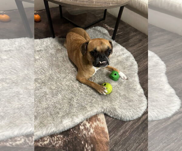 Medium Photo #2 Boston Terrier-Boxer Mix Puppy For Sale in Little Elm, TX, USA