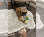 Small #1 Boston Terrier-Boxer Mix