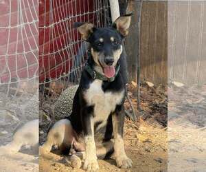 Mina - Female Mutt Dog for Adoption - Photo #3