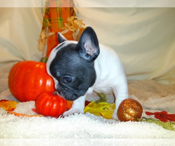 Medium Photo #2 French Bulldog Puppy For Sale in PAWTUCKET, RI, USA