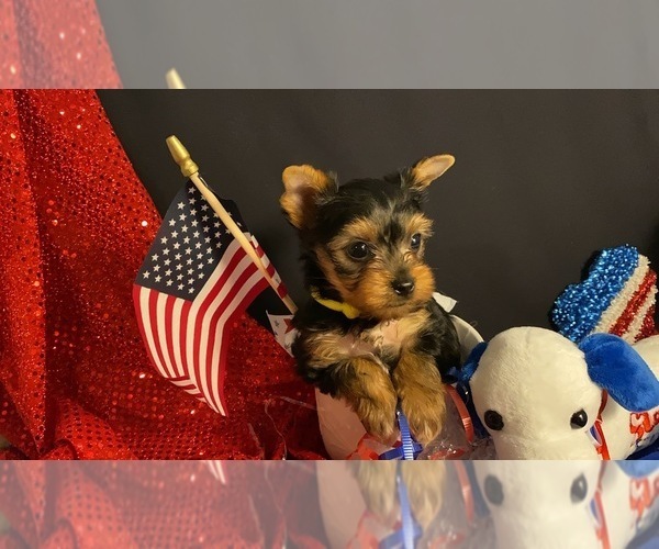 Medium Photo #3 Yorkshire Terrier Puppy For Sale in ALVARADO, TX, USA