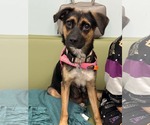 Small Mutt