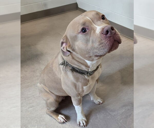 Medium Photo #1 American Pit Bull Terrier Puppy For Sale in Derwood, MD, USA