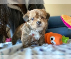 Morkie-Shih Tzu Mix Puppy for sale in MEDFORD, MA, USA
