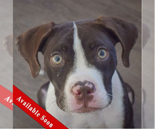 Medium Photo #1 American Staffordshire Terrier-Boxer Mix Puppy For Sale in Huntley, IL, USA