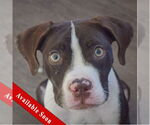 Small American Staffordshire Terrier-Boxer Mix