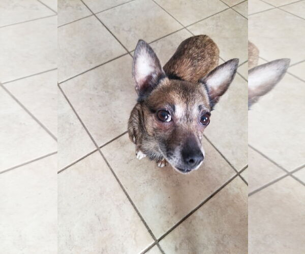 Medium Photo #3 Chihuahua-Unknown Mix Puppy For Sale in Mount Laurel, NJ, USA