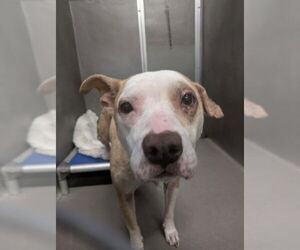 American Staffordshire Terrier-Unknown Mix Dogs for adoption in Tallahassee, FL, USA