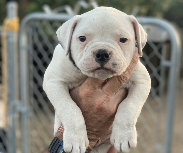 Medium Photo #9 American Bulldog Puppy For Sale in HIGHLAND, CA, USA