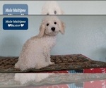 Small #1 Maltipoo