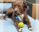 Small #4 Labrador Retriever Mix