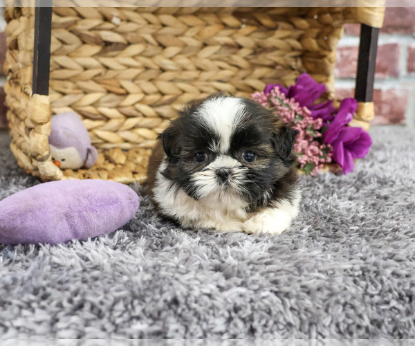Medium Photo #4 Shih Tzu Puppy For Sale in SYRACUSE, IN, USA