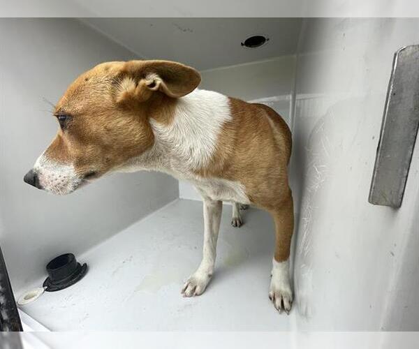 Medium Photo #1 Siberian Husky-Unknown Mix Puppy For Sale in Houston, TX, USA