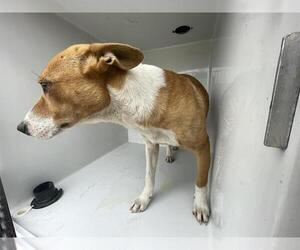 Siberian Husky-Unknown Mix Dogs for adoption in Houston, TX, USA