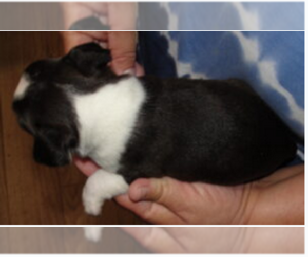Medium Photo #5 Boston Terrier Puppy For Sale in BEND, OR, USA