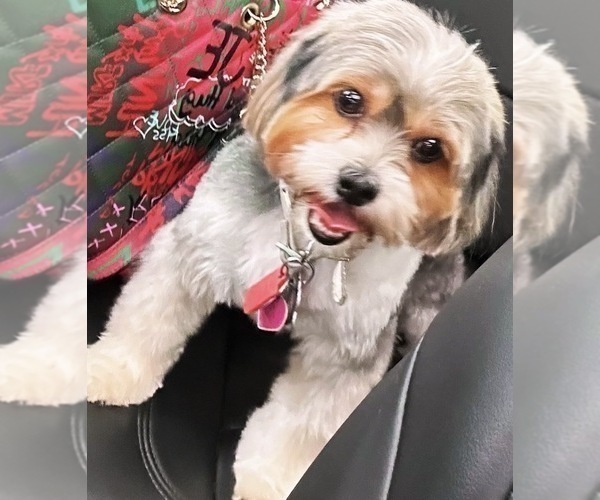 Medium Photo #1 Yorkshire Terrier Puppy For Sale in PITTSBURGH, PA, USA