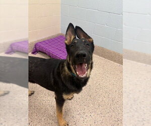 German Shepherd Dog Dogs for adoption in Brighton, CO, USA