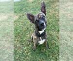 Small American Pit Bull Terrier Mix