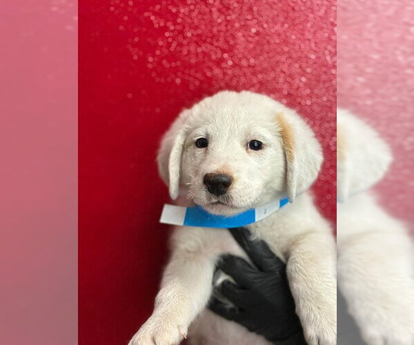 Medium Photo #1 Mutt Puppy For Sale in Visalia, CA, USA