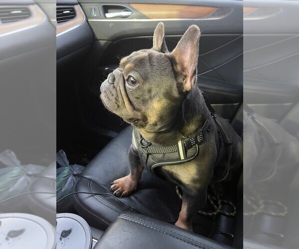 Medium Photo #1 French Bulldog Puppy For Sale in WINNSBORO, TX, USA