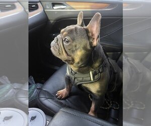 Father of the French Bulldog puppies born on 07/07/2025