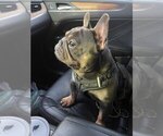 Small Photo #1 French Bulldog Puppy For Sale in WINNSBORO, TX, USA