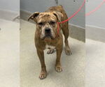 Small American Pit Bull Terrier Mix