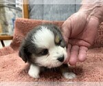 Puppy Puppy 1 Australian Shepherd