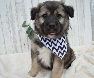 American Eskimo Dog-German Shepherd Dog Mix Puppy for sale in HONEY BROOK, PA, USA