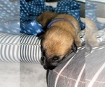 Small Photo #278 Belgian Malinois Puppy For Sale in REESEVILLE, WI, USA
