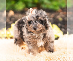 Small #3 Maltipoo (Miniature)