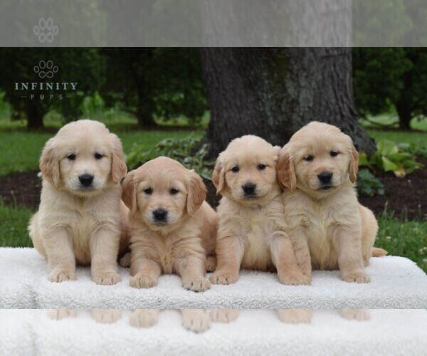 Medium Photo #2 Golden Retriever Puppy For Sale in NEWPORT, PA, USA