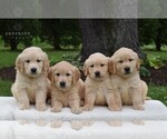 Small Photo #2 Golden Retriever Puppy For Sale in NEWPORT, PA, USA