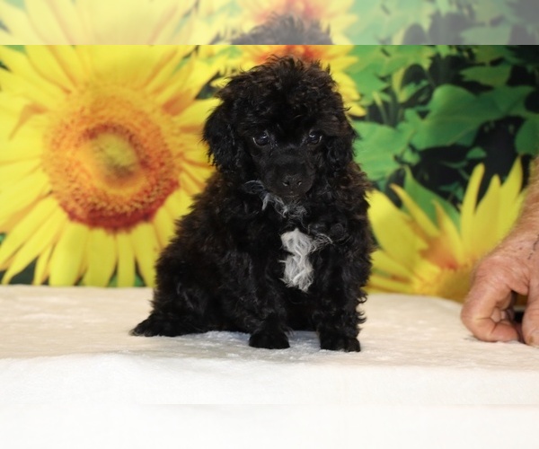 Medium Photo #11 Poodle (Toy) Puppy For Sale in DYERSBURG, TN, USA
