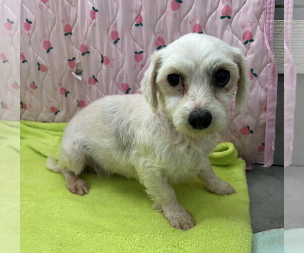 Medium Photo #2 Maltese Puppy For Sale in Pacolet, SC, USA
