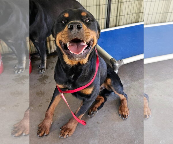 Medium Photo #1 Rottweiler Puppy For Sale in El Centro, CA, USA