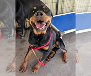 Rottweiler Dogs for adoption in El Centro, CA, USA