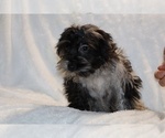 Small #21 Yorkiepoo mix (+ Poodle Toy)