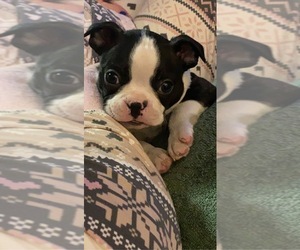 Boston Terrier Puppy for sale in ABILENE, TX, USA