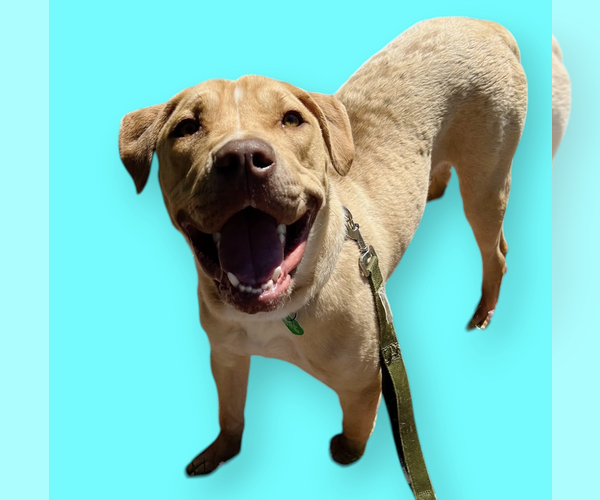 Medium Photo #1 Labrador Retriever-Unknown Mix Puppy For Sale in Rockville, MD, USA