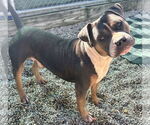 Small #1 Bulldog Mix