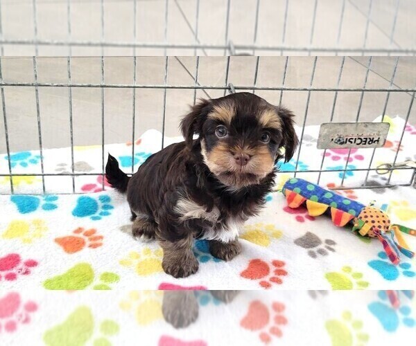 Medium Photo #6 Havashire Puppy For Sale in ORO VALLEY, AZ, USA