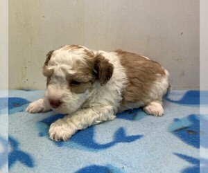 Maltese-Poodle (Toy) Mix Puppy for sale in CLARE, IL, USA